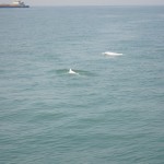 DSC04392